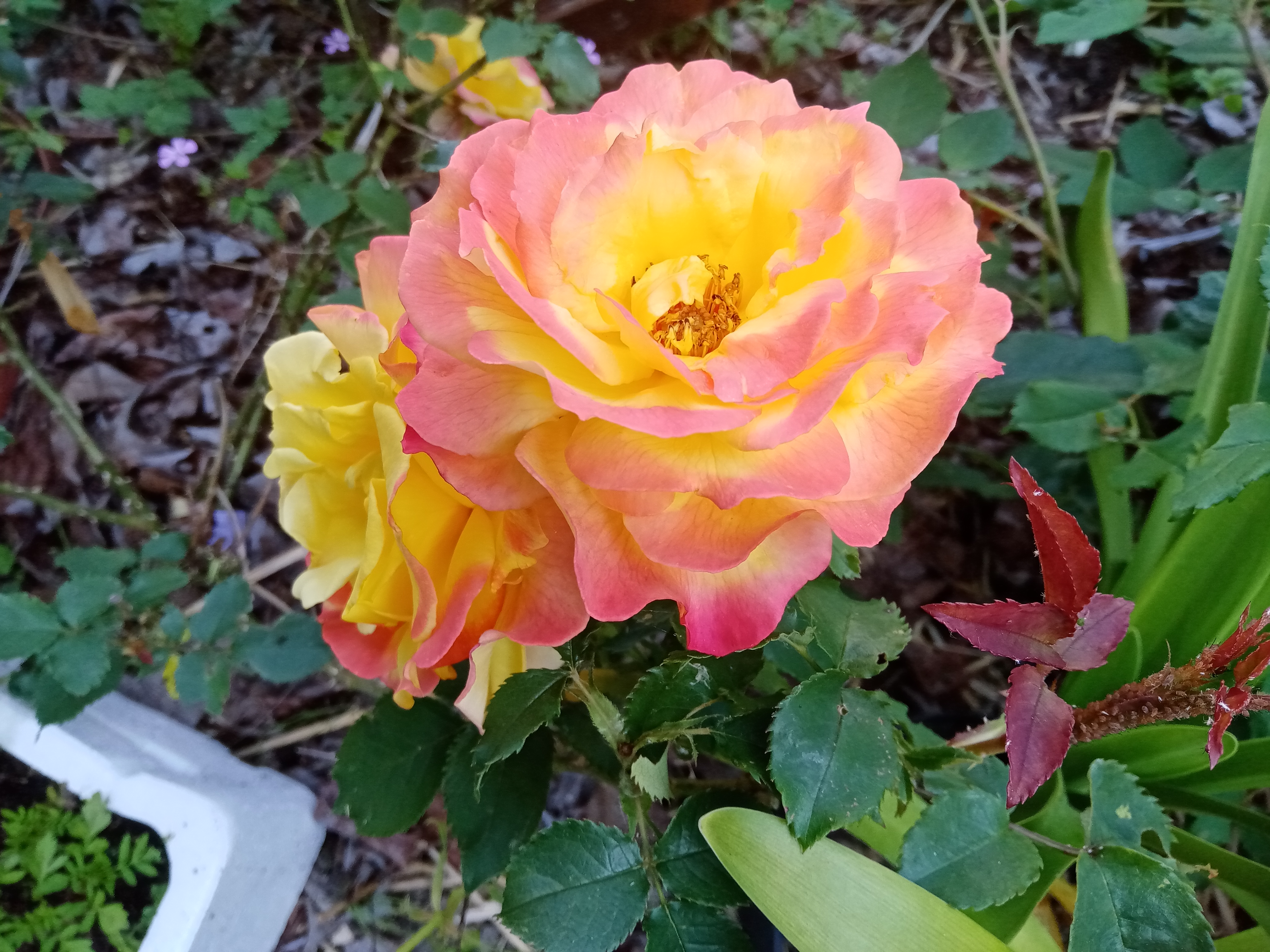 Association des "jardiniers en pays d'auge"