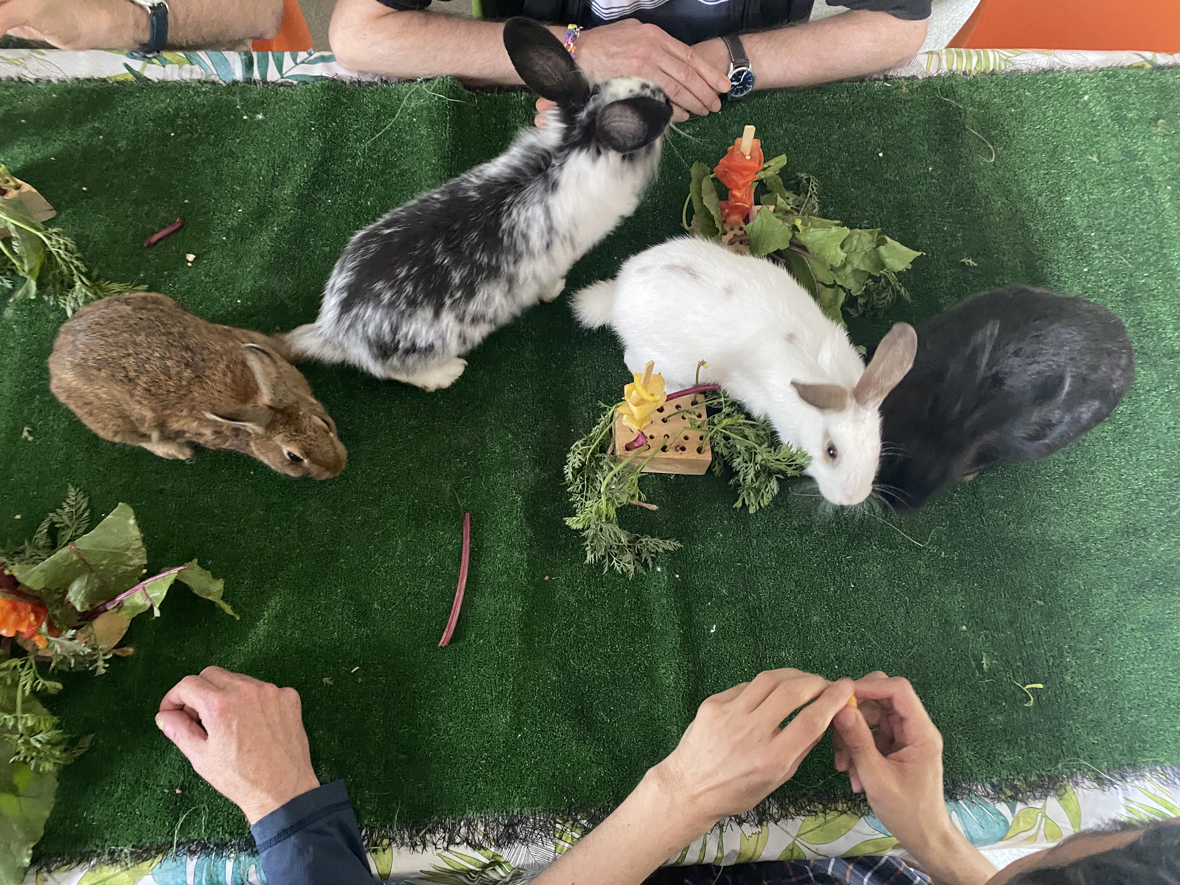 AZEA (ASSOCIATION DE ZOOTHERAPIE ET D'EVEIL PAR L'ANIMAL)