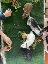 AZEA (ASSOCIATION DE ZOOTHERAPIE ET D'EVEIL PAR L'ANIMAL)