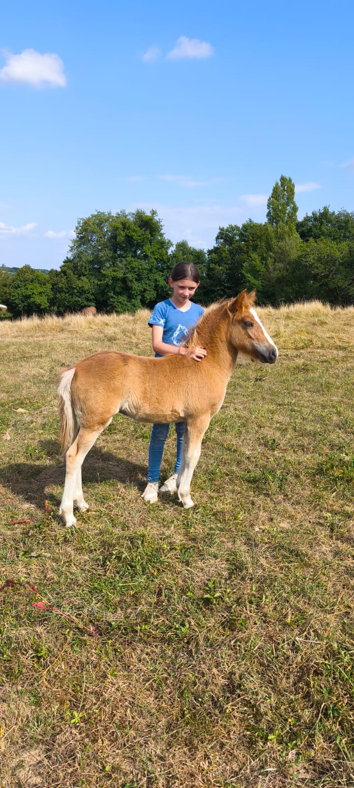 Les mousquetaires de la halte