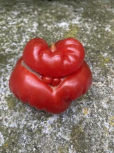 Les Glaneurs Rennais