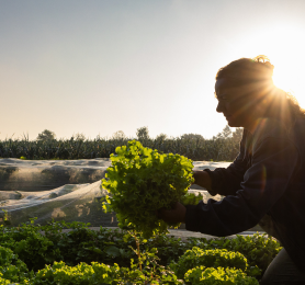 ASSOCIATION POUR LE DÉVELOPPEMENT DE L'EMPLOI AGRICOLE ET RURAL DES LANDES ADEAR 40