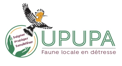 UPUPA