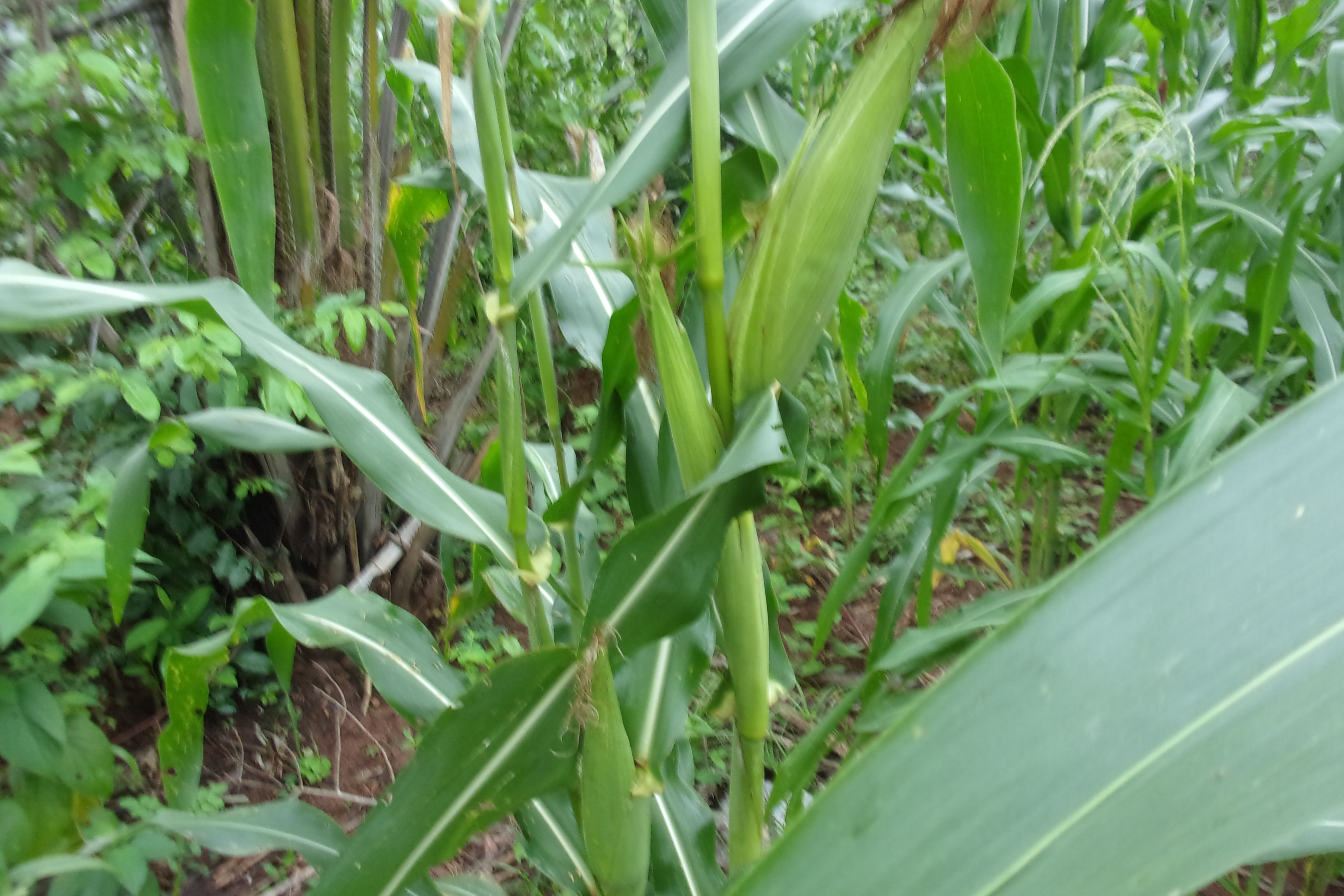 Association pour le Développement Agricole (A.D.A.)