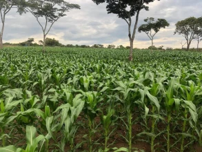 Association Soutien aux Petits Agriculteurs Burkinabè