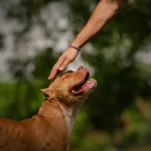 ASSISTANCE REFUGE ANIMAUX 'LE GITE D'EVRY'