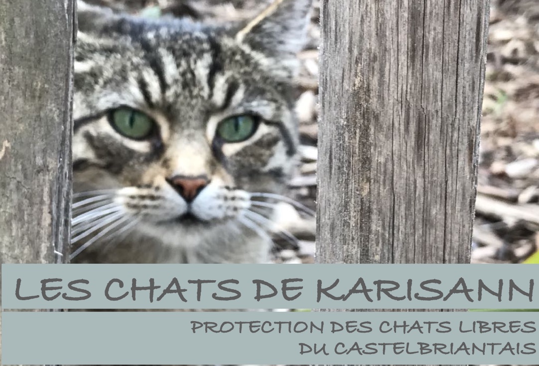 LES CHATS DE KARISANN
