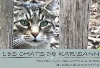 LES CHATS DE KARISANN