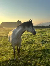 LES AMIS DE LA FERME EQUESTRE DE LA FORET DE CHAILLUZ