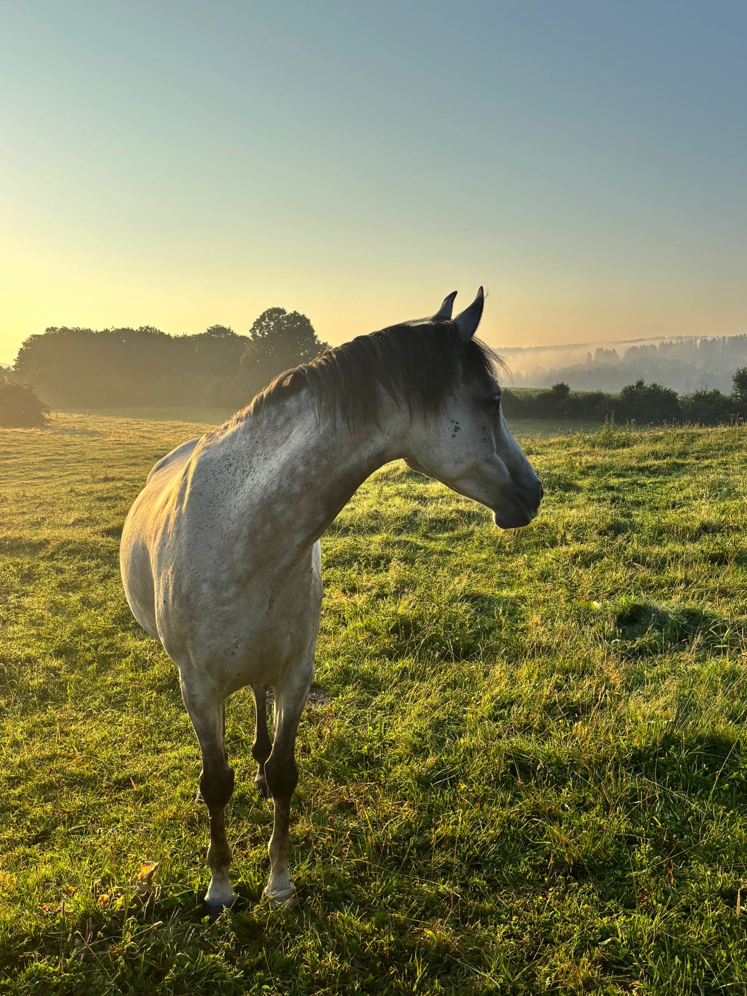 LES AMIS DE LA FERME EQUESTRE DE LA FORET DE CHAILLUZ