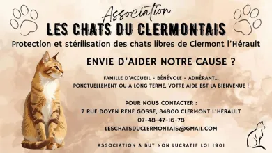 LES CHATS DU CLERMONTAIS - LA CATOUNIERE