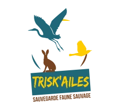 Trisk'ailes