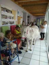 PETITS SABOTS ET GRANDES OREILLES