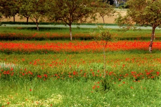 Coquelicots de Paris