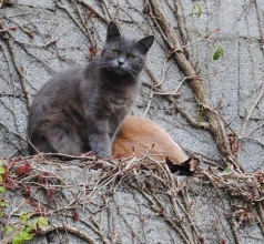 CASCLAA COMITÉ D'ACTIONS POUR LA STÉRILISATION DES CHATS LIBRES D'ANGERS ET AGGLOMÉRATION