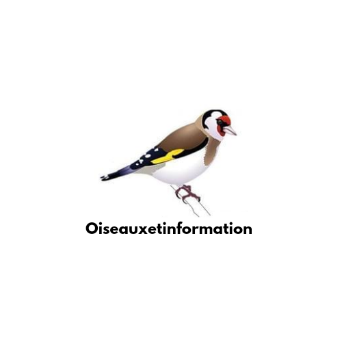 Oiseauxetinformation