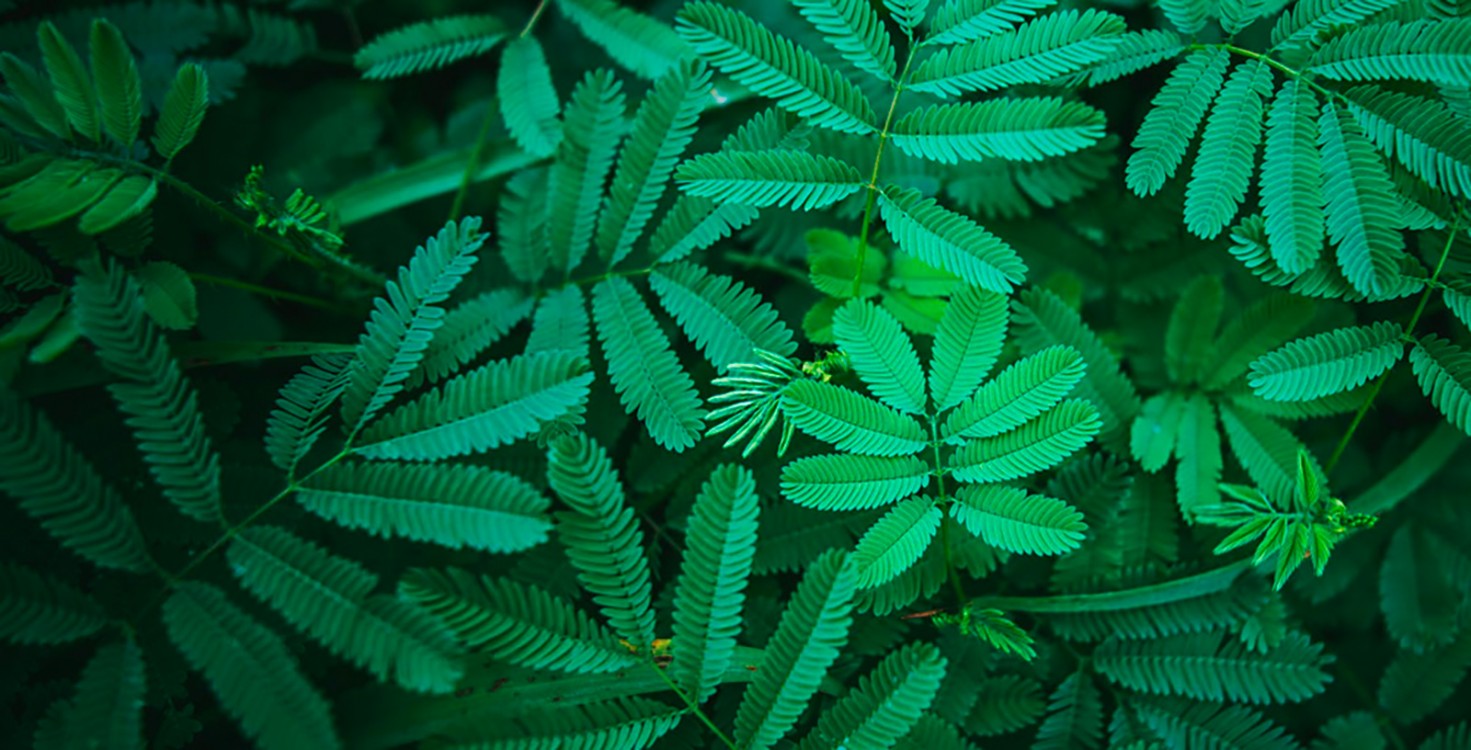 Rejoignez la Réserve Civique pour la nature