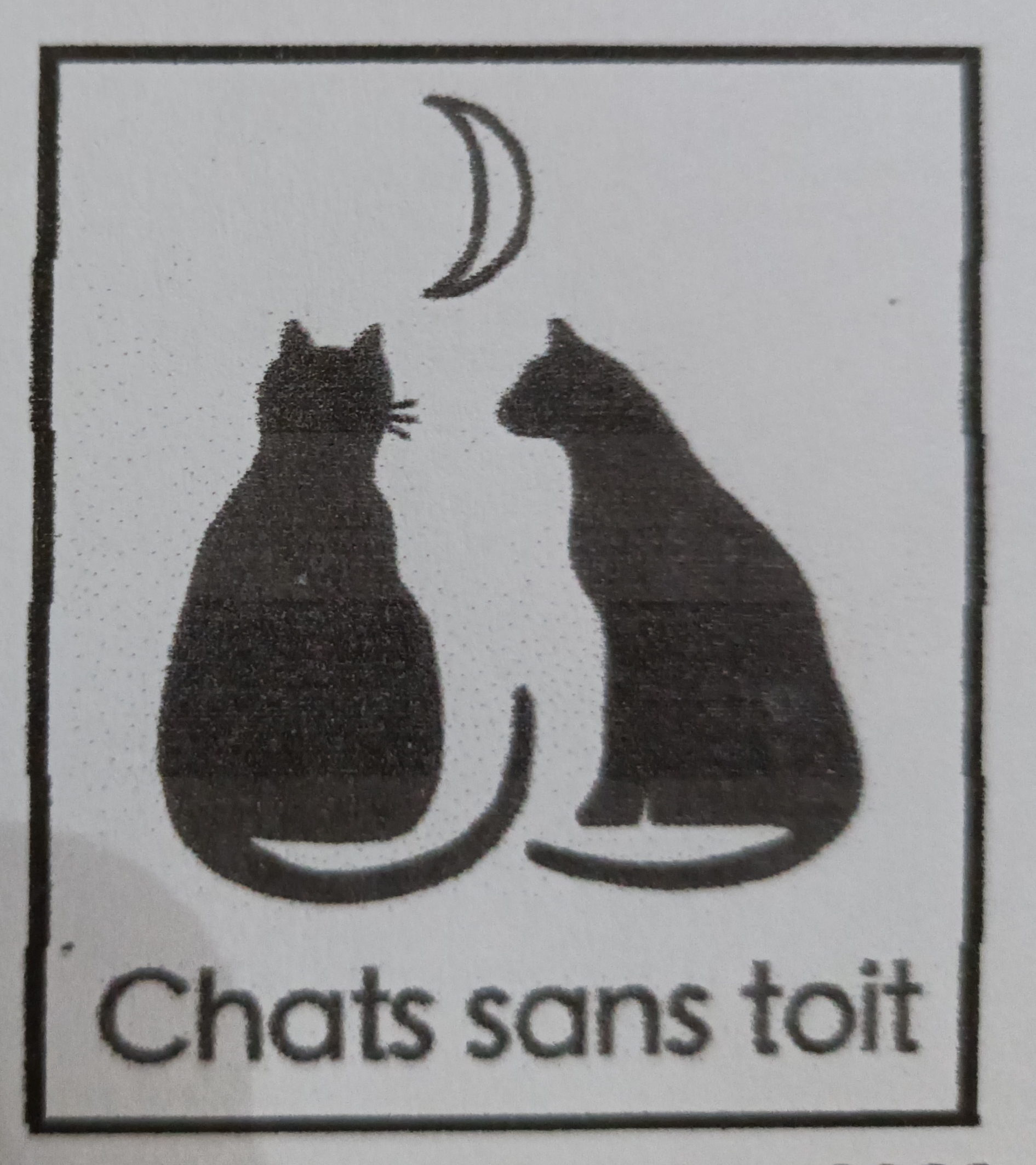 CHATS SANS TOIT