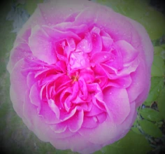 LES HUMANISTES ASSOCIES