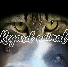Regard Animal