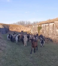 A.P.A.R. (Agir pour la Protection de Animaux de Rente)