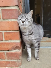 Les Chats galants