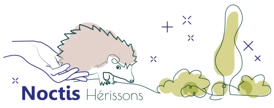 Noctis hérissons