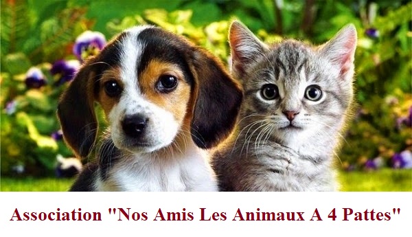 Nos Amis les Animaux à 4 Pattes