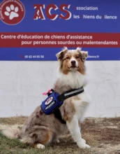 Association les chiens du silence